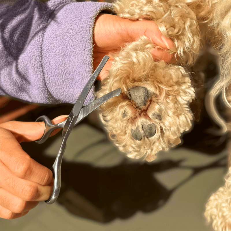 PamperPet™ SafeTrim Scissors