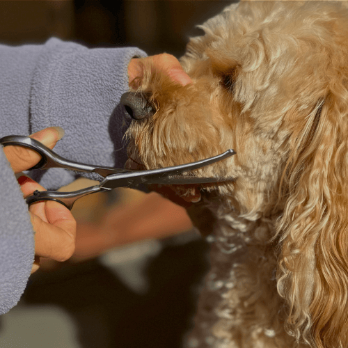 PamperPet™ Complete Grooming Kit