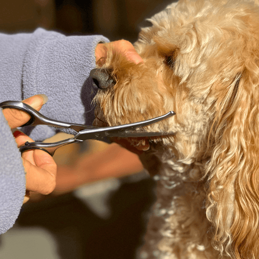 PamperPet™ SafeTrim Scissors