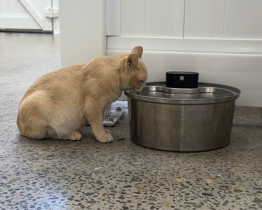 Perfect for our cats